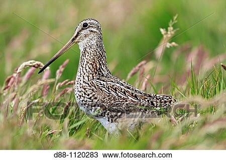 South American Snipe (Gallinago paraguaiae magellanicae), Sealion Island, Falkland Islands, UK View Large Photo Image Stock Image - South American Snipe (Gallinago paraguaiae magellanicae), Sealion Island, Falkland Islands, UK. Fotosearch