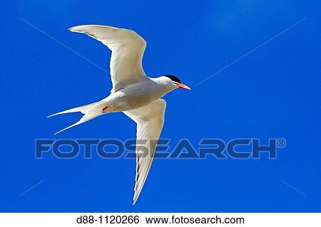 South American Tern (Sterna hirundinacea). Sealion Island, Falkland Islands View Large Photo Image Stock Photograph - South American Tern (Sterna hirundinacea). Sealion Island, Falkland Islands. Fotosearch