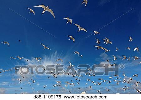 South American Tern (Sterna hirundinacea), Sealion Island, Falkland Islands, UK View Large Photo Image Stock Photography - South American Tern (Sterna hirundinacea), Sealion Island, Falkland Islands, UK. Fotosearch