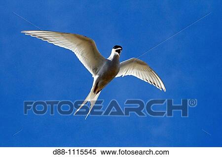 South American Tern (Sterna hirundinacea). Sealion Island, Falkland Islands View Large Photo Image Stock Photography - South American Tern (Sterna hirundinacea). Sealion Island, Falkland Islands. Fotosearch