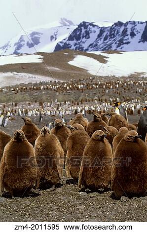 SOUTH GEORGIA ISLAND, ST. ANDREWS BAY, KING PENGUIN COLONY, CHICKS ABOUT TEN MONTHS OLD. View Large Photo Image Stock Photography - SOUTH GEORGIA ISLAND, ST. ANDREWS BAY, KING PENGUIN COLONY, CHICKS ABOUT TEN MONTHS OLD.. Fotosearch
