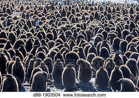 South Georgia Islands, Saint Andrews Plains, King Penguin (Aptenodytes patagonicus) chicks View Large Photo Image Picture - South Georgia Islands, Saint Andrews Plains, King Penguin (Aptenodytes patagonicus) chicks. Fotosearch