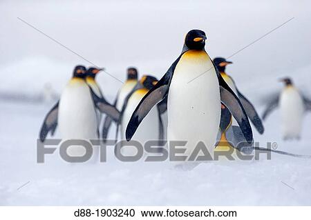 Stock Image - South Georgia Islands, Salysbury Plains, King Penguin (Aptenodytes patagonicus) adults in snow and mist. Fotosearch
