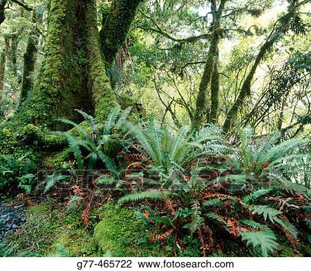 Stock Image - South Island, New Zealand. Fotosearch