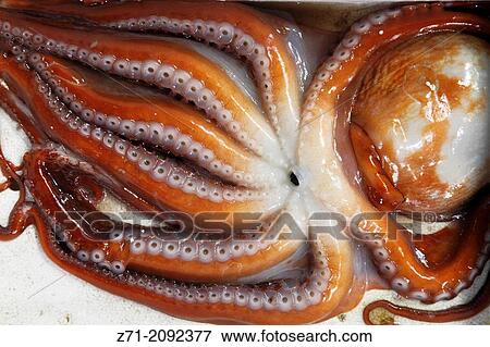 South Korea, Seoul, Noryangjin Fish Market, octopus,. View Large Photo Image Stock Photo - South Korea, Seoul, Noryangjin Fish Market, octopus,.. Fotosearch