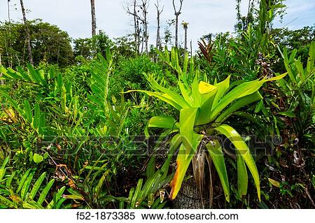 South Zapatilla Cay, Bocas del Toro Archipelago, Bocas del Toro Province, Panama, Central America, America View Large Photo Image Stock Photography - South Zapatilla Cay, Bocas del Toro Archipelago, Bocas del Toro Province, Panama, Central America, America. Fotosearch
