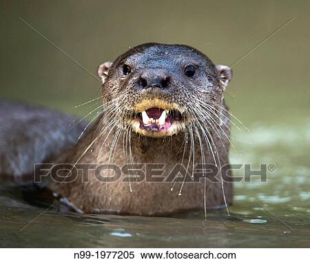 Southamerican river otter (Lontra longicaudis), Pantanal, Brazil. View Large Photo Image Stock Photography - Southamerican river otter (Lontra longicaudis), Pantanal, Brazil.. Fotosearch