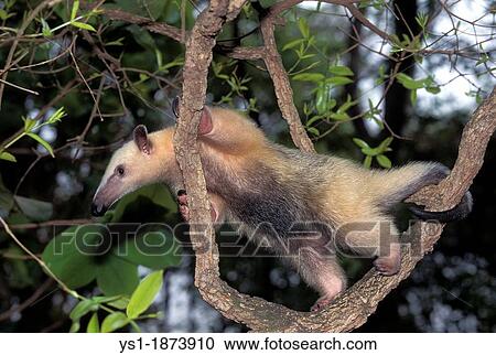 Southern Anteater, tamandua tetradactyla, Adult standing in Tree, Pantanal in Brazil View Large Photo Image Stock Image - Southern Anteater, tamandua tetradactyla, Adult standing in Tree, Pantanal in Brazil. Fotosearch
