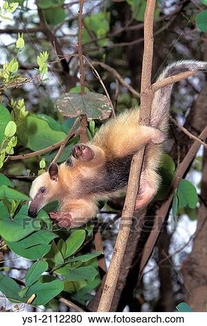 Southern Anteater, tamandua tetradactyla, Adult Climbing down tree Trunk. View Large Photo Image Stock Image - Southern Anteater, tamandua tetradactyla, Adult Climbing down tree Trunk.. Fotosearch