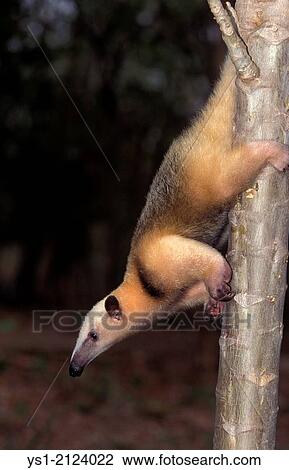 Southern Anteater, tamandua tetradactyla, Adult Climbing down tree Trunk. View Large Photo Image Stock Image - Southern Anteater, tamandua tetradactyla, Adult Climbing down tree Trunk.. Fotosearch