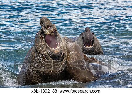 Southern elephant seal bull Mirounga leonina being challenged by another bull during mating at Gold Harbour, South Georgia, South Atlantic Ocean View Large Photo Image Stock Photo - Southern elephant seal bull Mirounga leonina being challenged by another bull during mating at Gold Harbour, South Georgia, South Atlantic Ocean. Fotosearch
