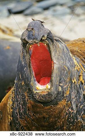 Stock Photo - Southern Elephant Seal bull mouth wide open in threat or fear display on beach during moulting season, Falkland Islands, January 2003. Fotosearch