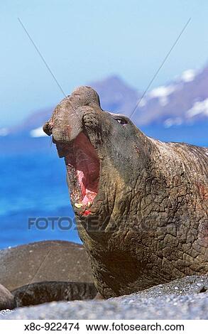 Southern Elephant Seal mirounga leonina bull, portrait full face with threat or challange display securing harem during mating season, Island of South Georgia, November 2003 View Large Photo Image Picture - Southern Elephant Seal mirounga leonina bull, portrait full face with threat or challange display securing harem during mating season, Island of South Georgia, November 2003. Fotosearch