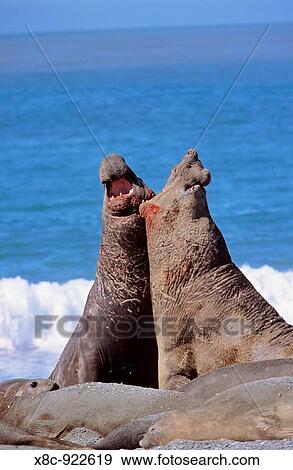 Southern Elephant Seal mirounga leonina bulls fighting on beach for dominace over harem during mating season, Island of South Georgia, November 2003 View Large Photo Image Stock Photo - Southern Elephant Seal mirounga leonina bulls fighting on beach for dominace over harem during mating season, Island of South Georgia, November 2003. Fotosearch