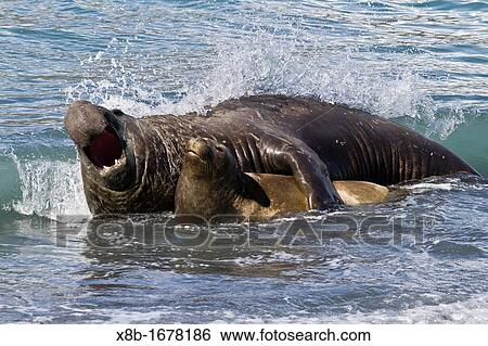 Stock Photograph - Southern elephant seal Mirounga leonina bull holding adult female in the surf to mate with her at Gold Harbour on South Georgia Island in the Southern Ocean. Fotosearch