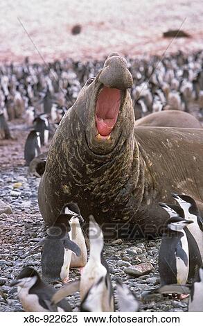 Southern Elephant Seal mirounga leonina big bull in colony of chinstrap penguins, Island of South Georgia, November 2003 View Large Photo Image Stock Photography - Southern Elephant Seal mirounga leonina big bull in colony of chinstrap penguins, Island of South Georgia, November 2003. Fotosearch