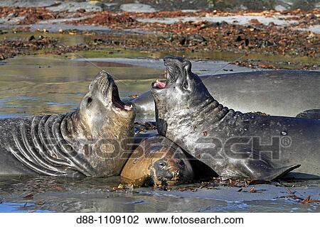 Southern Elephant Seal (Mirounga leonina). Sealion Island, Falkland Islands View Large Photo Image Stock Image - Southern Elephant Seal (Mirounga leonina). Sealion Island, Falkland Islands. Fotosearch