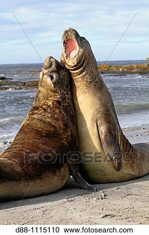 Stock Image - Southern Elephant Seal (Mirounga leonina). Sealion Island, Falkland Islands. Fotosearch
