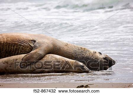 Southern Elephant Seal (Mirounga leonina), Patagonia, Argentina View Large Photo Image Stock Image - Southern Elephant Seal (Mirounga leonina), Patagonia, Argentina. Fotosearch