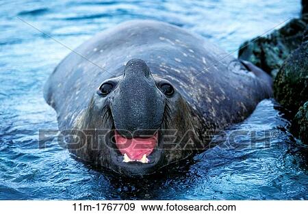 Southern Elephant Seal, mirounga leonina, Male calling, Antarctica View Large Photo Image Stock Photo - Southern Elephant Seal, mirounga leonina, Male calling, Antarctica. Fotosearch