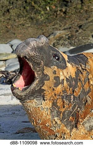 Southern Elephant Seal (Mirounga leonina). Sealion Island, Falkland Islands View Large Photo Image Stock Photo - Southern Elephant Seal (Mirounga leonina). Sealion Island, Falkland Islands. Fotosearch