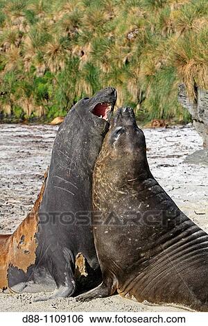 Southern Elephant Seal (Mirounga leonina). Sealion Island, Falkland Islands View Large Photo Image Stock Photograph - Southern Elephant Seal (Mirounga leonina). Sealion Island, Falkland Islands. Fotosearch