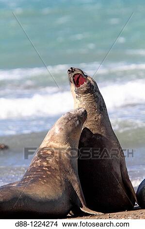 Southern Elephant Seal Punta delgada Valdes Peninsula Province of Chubut Argentina Mirounga leonina Order: Carnivora Family: Phocidae. View Large Photo Image Picture - Southern Elephant Seal Punta delgada Valdes Peninsula Province of Chubut Argentina Mirounga leonina Order: Carnivora Family: Phocidae.. Fotosearch