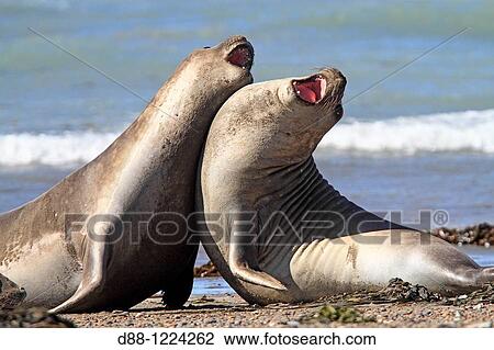 Southern Elephant Seal Punta delgada Valdes Peninsula Province of Chubut Argentina Mirounga leonina Order: Carnivora Family: Phocidae. View Large Photo Image Stock Image - Southern Elephant Seal Punta delgada Valdes Peninsula Province of Chubut Argentina Mirounga leonina Order: Carnivora Family: Phocidae.. Fotosearch