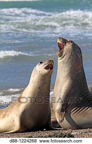 Southern Elephant Seal Punta delgada Valdes Peninsula Province of Chubut Argentina Mirounga leonina Order: Carnivora Family: Phocidae. View Large Photo Image Stock Photo - Southern Elephant Seal Punta delgada Valdes Peninsula Province of Chubut Argentina Mirounga leonina Order: Carnivora Family: Phocidae.. Fotosearch