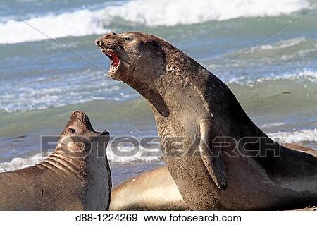 Southern Elephant Seal Punta delgada Valdes Peninsula Province of Chubut Argentina Mirounga leonina Order: Carnivora Family: Phocidae. View Large Photo Image Stock Photo - Southern Elephant Seal Punta delgada Valdes Peninsula Province of Chubut Argentina Mirounga leonina Order: Carnivora Family: Phocidae.. Fotosearch