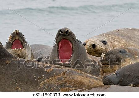 Southern elephant seals Mirounga leonina hauled out for their annual catastrophic molt on the beach at Snow Island, Antarctica View Large Photo Image Stock Photo - Southern elephant seals Mirounga leonina hauled out for their annual catastrophic molt on the beach at Snow Island, Antarctica. Fotosearch