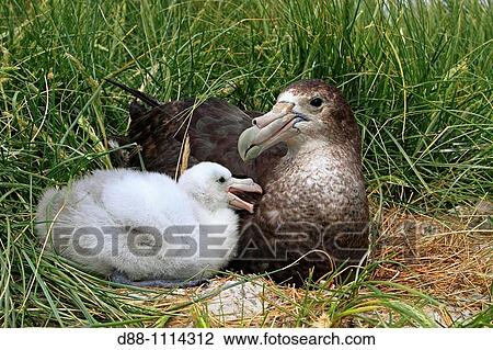 Southern Giant Petrel (Macronectes giganteus). Pebble Island, Falkland Islands View Large Photo Image Stock Image - Southern Giant Petrel (Macronectes giganteus). Pebble Island, Falkland Islands. Fotosearch