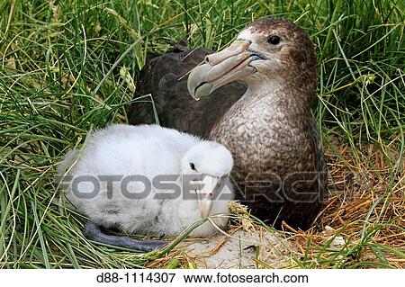 Stock Photo - Southern Giant Petrel (Macronectes giganteus). Pebble Island, Falkland Islands. Fotosearch