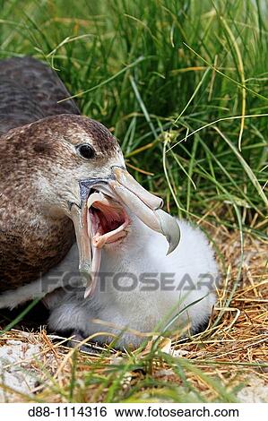 Southern Giant Petrel (Macronectes giganteus). Pebble Island, Falkland Islands View Large Photo Image Stock Photograph - Southern Giant Petrel (Macronectes giganteus). Pebble Island, Falkland Islands. Fotosearch
