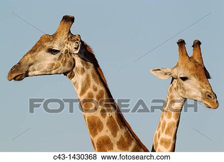 Southern Giraffe Giraffa camelopardalis giraffa - Two males Chobe National Park, Botswana View Large Photo Image Stock Photo - Southern Giraffe Giraffa camelopardalis giraffa - Two males Chobe National Park, Botswana. Fotosearch