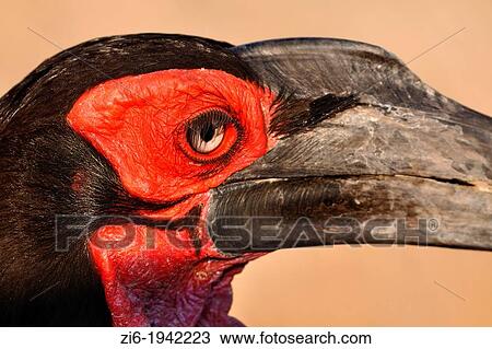 Southern Ground Hornbill, Bucorvus leadbeateri, Kruger National Park, South Africa. View Large Photo Image Stock Image - Southern Ground Hornbill, Bucorvus leadbeateri, Kruger National Park, South Africa.. Fotosearch