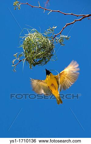Southern Masked-weaver, ploceus velatus, Male in Flight, working on Nest, Namibia View Large Photo Image Stock Photograph - Southern Masked-weaver, ploceus velatus, Male in Flight, working on Nest, Namibia. Fotosearch
