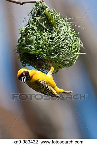 Southern Masked-Weaver Ploceus velatus, has finished with building the nest, rainy season, Opuwo, Kaokoland, Namibia View Large Photo Image Stock Image - Southern Masked-Weaver Ploceus velatus, has finished with building the nest, rainy season, Opuwo, Kaokoland, Namibia. Fotosearch