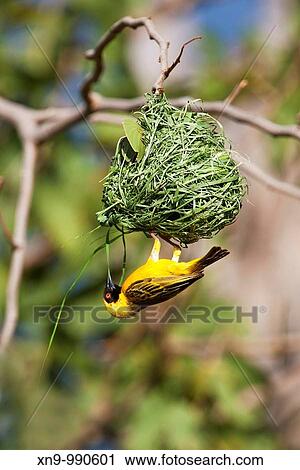 Southern Masked-Weaver Ploceus velatus - Male, has finished with building the nest The adult male has a black face, red eye, brightyellow head and underparts and plain yellowish-green back Rainy season, Opuwo, Kaokoland, Namibia View Large Photo Image Stock Image - Southern Masked-Weaver Ploceus velatus - Male, has finished with building the nest The adult male has a black face, red eye, brightyellow head and underparts and plain yellowish-green back Rainy season, Opuwo, Kaokoland, Namibia. Fotosearch
