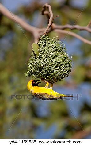 Southern Masked-Weaver Ploceus velatus, has finished with building the nest, Rainy season, Opuwo, Kaokoland, Namibia View Large Photo Image Stock Photography - Southern Masked-Weaver Ploceus velatus, has finished with building the nest, Rainy season, Opuwo, Kaokoland, Namibia. Fotosearch
