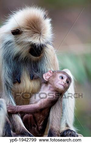 Southern plains gray langur (Semnopithecus dussumieri), female with young, Ranthambore National Park, Rajasthan, India. View Large Photo Image Stock Photo - Southern plains gray langur (Semnopithecus dussumieri), female with young, Ranthambore National Park, Rajasthan, India.. Fotosearch