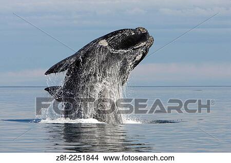 Southern Right whale: adult, breaching. Eubalaena australis. Off Puerto Piramide, Valds Peninsula, Chubut Province, Patagonia, Argentina. View Large Photo Image Picture - Southern Right whale: adult, breaching. Eubalaena australis. Off Puerto Piramide, Valds Peninsula, Chubut Province, Patagonia, Argentina.. Fotosearch