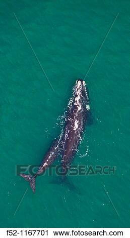 Southern Right Whale (Eubalaena australis), Peninsula Valdes, Patagonia, Argentina View Large Photo Image Stock Image - Southern Right Whale (Eubalaena australis), Peninsula Valdes, Patagonia, Argentina. Fotosearch