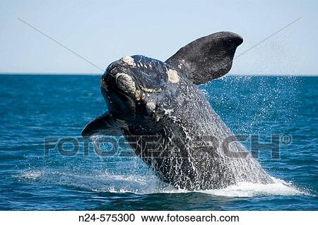 Southern Right Whale (Eubalaena australis). Pen? nsula Vald? s, Patagonia, Argentina View Large Photo Image Stock Image - Southern Right Whale (Eubalaena australis). Pen? nsula Vald? s, Patagonia, Argentina. Fotosearch