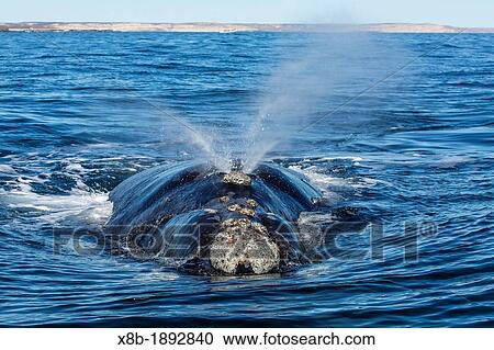 Southern right whale Eubalaena australis surfacing in Puerto Pyramides, Golfo Nuevo, Peninsula Valdes, Argentina, South Atlantic Ocean View Large Photo Image Stock Image - Southern right whale Eubalaena australis surfacing in Puerto Pyramides, Golfo Nuevo, Peninsula Valdes, Argentina, South Atlantic Ocean. Fotosearch