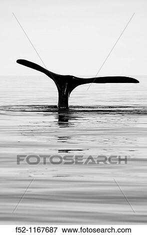 Stock Photo - Southern Right Whale (Eubalaena australis), Peninsula Valdes, Patagonia, Argentina. Fotosearch