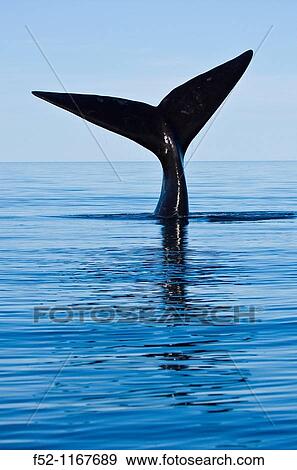 Southern Right Whale (Eubalaena australis), Peninsula Valdes, Patagonia, Argentina View Large Photo Image Stock Photo - Southern Right Whale (Eubalaena australis), Peninsula Valdes, Patagonia, Argentina. Fotosearch