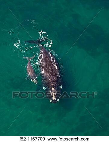 Southern Right Whale (Eubalaena australis), Peninsula Valdes, Patagonia, Argentina View Large Photo Image Stock Photo - Southern Right Whale (Eubalaena australis), Peninsula Valdes, Patagonia, Argentina. Fotosearch