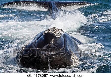 Southern right whale Eubalaena australis adult female lifting both her head and flukes out of the water in Puerto Pyramides, Golfo Nuevo, Peninsula Valdez, Argentina, South Atlantic Ocean View Large Photo Image Stock Photo - Southern right whale Eubalaena australis adult female lifting both her head and flukes out of the water in Puerto Pyramides, Golfo Nuevo, Peninsula Valdez, Argentina, South Atlantic Ocean. Fotosearch