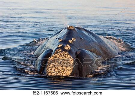 Southern Right Whale (Eubalaena australis), Peninsula Valdes, Patagonia, Argentina View Large Photo Image Stock Photograph - Southern Right Whale (Eubalaena australis), Peninsula Valdes, Patagonia, Argentina. Fotosearch